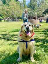 MAX, Hund, Golden Retriever-Mix in Italien - Bild 4