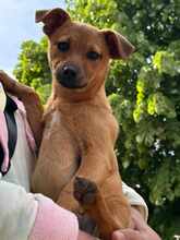 FINJA, Hund, Mischlingshund in Rumänien