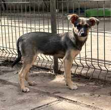 FINA, Hund, Mischlingshund in Rumänien