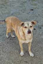 PHILLY, Hund, Mischlingshund in Rumänien