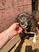 TIFFY, Hund, Mischlingshund in Rumänien