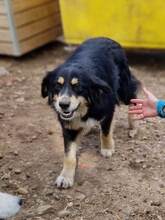 TOSCA, Hund, Mischlingshund in Rumänien