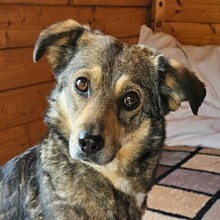COLETTE, Hund, Mischlingshund in Rumänien