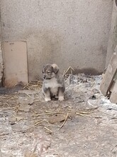 NALA, Hund, Mischlingshund in Rumänien - Bild 18