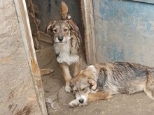 NALA, Hund, Mischlingshund in Rumänien - Bild 2