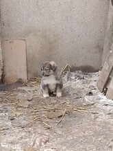 NALA, Hund, Mischlingshund in Rumänien - Bild 25