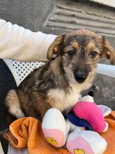 NALA, Hund, Mischlingshund in Rumänien - Bild 27