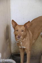 DINA, Hund, Podenco in Spanien - Bild 3