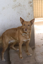 DINA, Hund, Podenco in Spanien - Bild 4