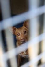 DINA, Hund, Podenco in Spanien - Bild 5