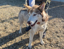 FRAIZER, Hund, Siberian Husky in Rumänien - Bild 10