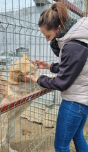 FRAIZER, Hund, Siberian Husky in Rumänien - Bild 2