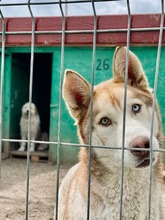 FRAIZER, Hund, Siberian Husky in Rumänien - Bild 5