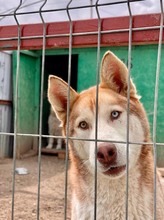 FRAIZER, Hund, Siberian Husky in Rumänien - Bild 6