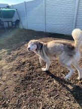 FRAIZER, Hund, Siberian Husky in Rumänien - Bild 7