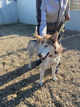 FRAIZER, Hund, Siberian Husky in Rumänien - Bild 8