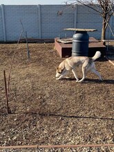 FRAIZER, Hund, Siberian Husky in Rumänien - Bild 9