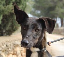 ISSA, Hund, Podenco-Mix in Spanien - Bild 1