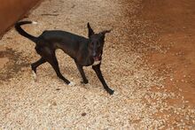 ISSA, Hund, Podenco-Mix in Spanien - Bild 10