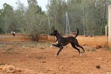 ISSA, Hund, Podenco-Mix in Spanien - Bild 11