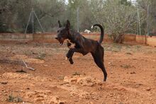 ISSA, Hund, Podenco-Mix in Spanien - Bild 12