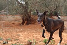 ISSA, Hund, Podenco-Mix in Spanien - Bild 13