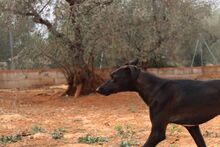 ISSA, Hund, Podenco-Mix in Spanien - Bild 14