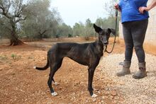 ISSA, Hund, Podenco-Mix in Spanien - Bild 15