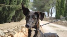 ISSA, Hund, Podenco-Mix in Spanien - Bild 16