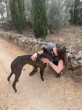 ISSA, Hund, Podenco-Mix in Spanien - Bild 2