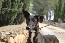 ISSA, Hund, Podenco-Mix in Spanien - Bild 4