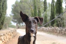 ISSA, Hund, Podenco-Mix in Spanien - Bild 5