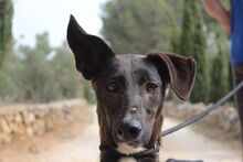 ISSA, Hund, Podenco-Mix in Spanien - Bild 6