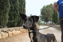 ISSA, Hund, Podenco-Mix in Spanien - Bild 7