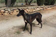 ISSA, Hund, Podenco-Mix in Spanien - Bild 8