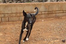 ISSA, Hund, Podenco-Mix in Spanien - Bild 9