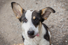 JIM, Hund, Mischlingshund in Kroatien - Bild 1