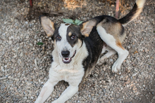 JIM, Hund, Mischlingshund in Kroatien - Bild 2