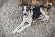 JIM, Hund, Mischlingshund in Kroatien - Bild 3