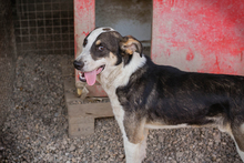 JIM, Hund, Mischlingshund in Kroatien - Bild 4