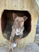 BALU, Hund, Mischlingshund in Rumänien