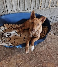 BALU, Hund, Mischlingshund in Rumänien - Bild 2