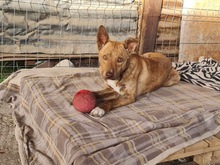 BALU, Hund, Mischlingshund in Rumänien - Bild 3