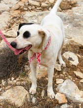 INKA, Hund, Mischlingshund in Griechenland - Bild 5