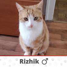 RIZHIK, Katze, Europäisch Kurzhaar in Bulgarien - Bild 1