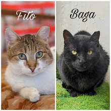 BAGA, Katze, Hauskatze in Bulgarien