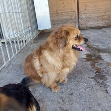 MOIRA, Hund, Mischlingshund in Rumänien