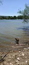 ALICE2, Hund, Mischlingshund in Slowakische Republik - Bild 9