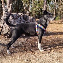 FRED, Hund, Mischlingshund in Portugal - Bild 3