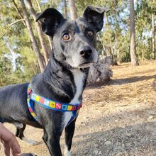 FRED, Hund, Mischlingshund in Portugal - Bild 6